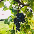 Wine & Cider Sipping in Small Town Nebraska